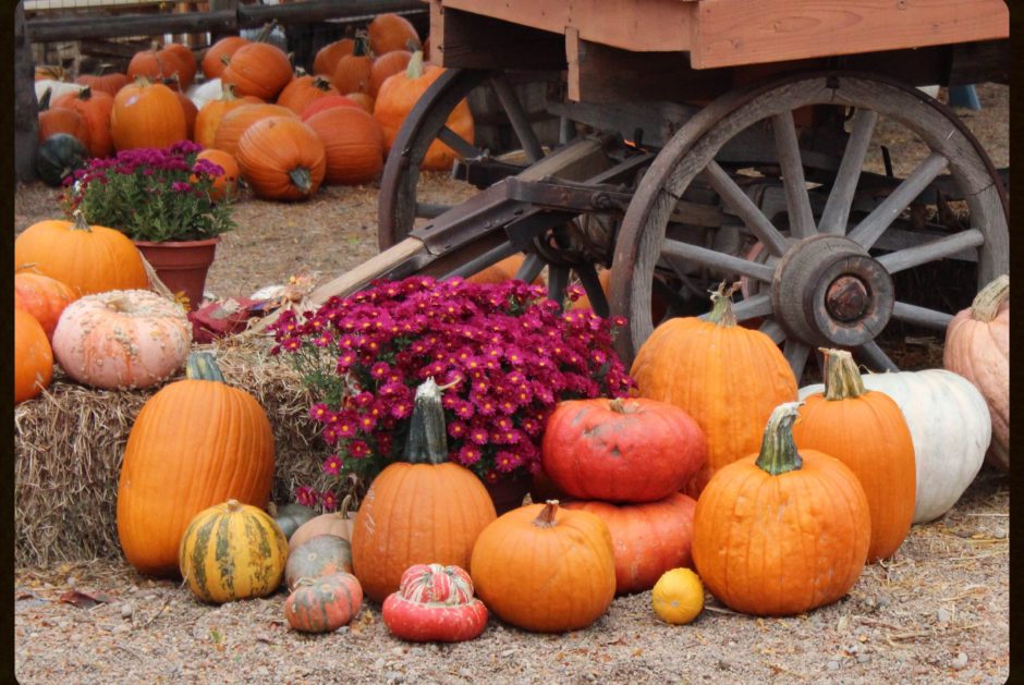Pumpkin Patch