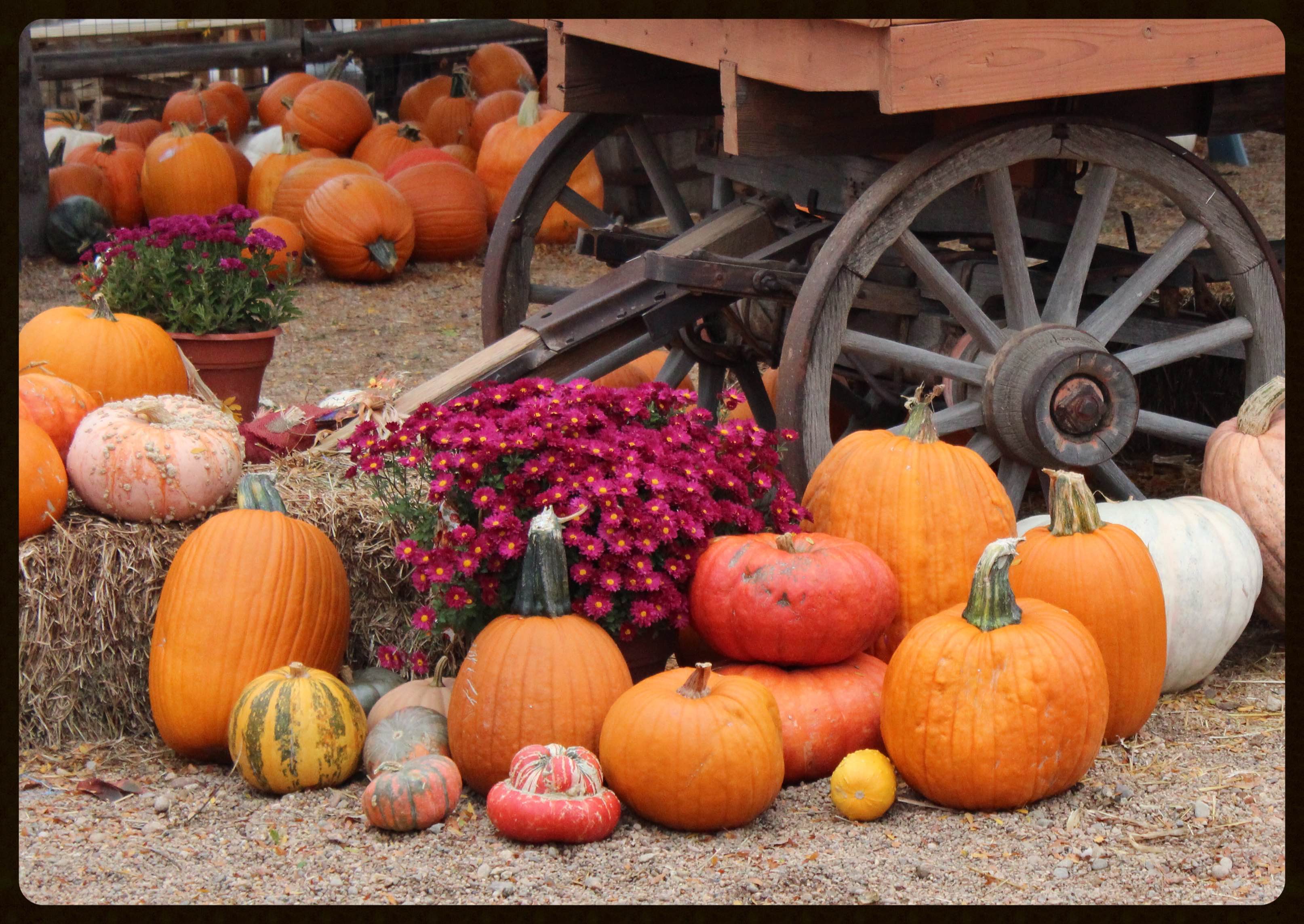 Pumpkin Patch