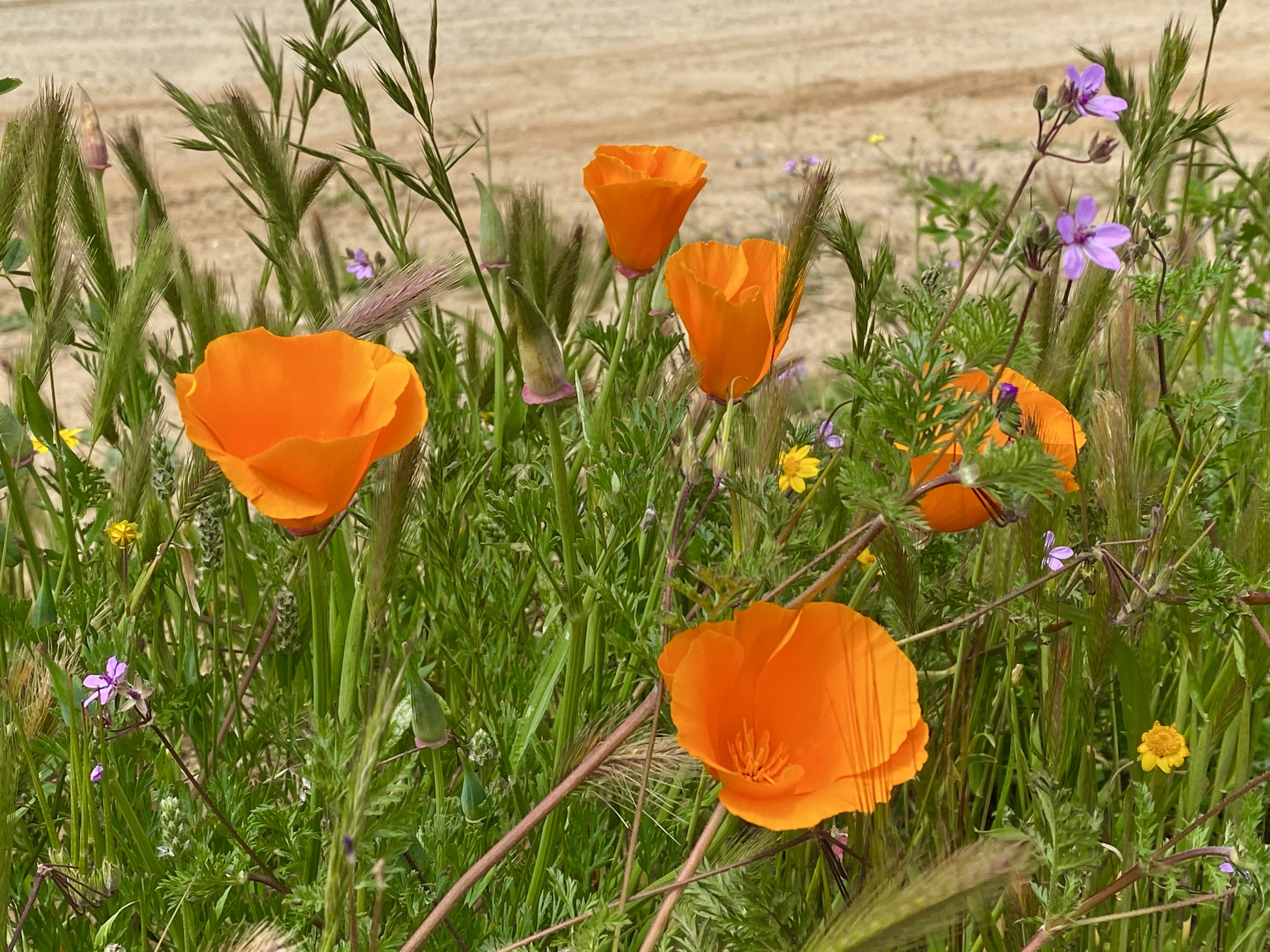 flowers