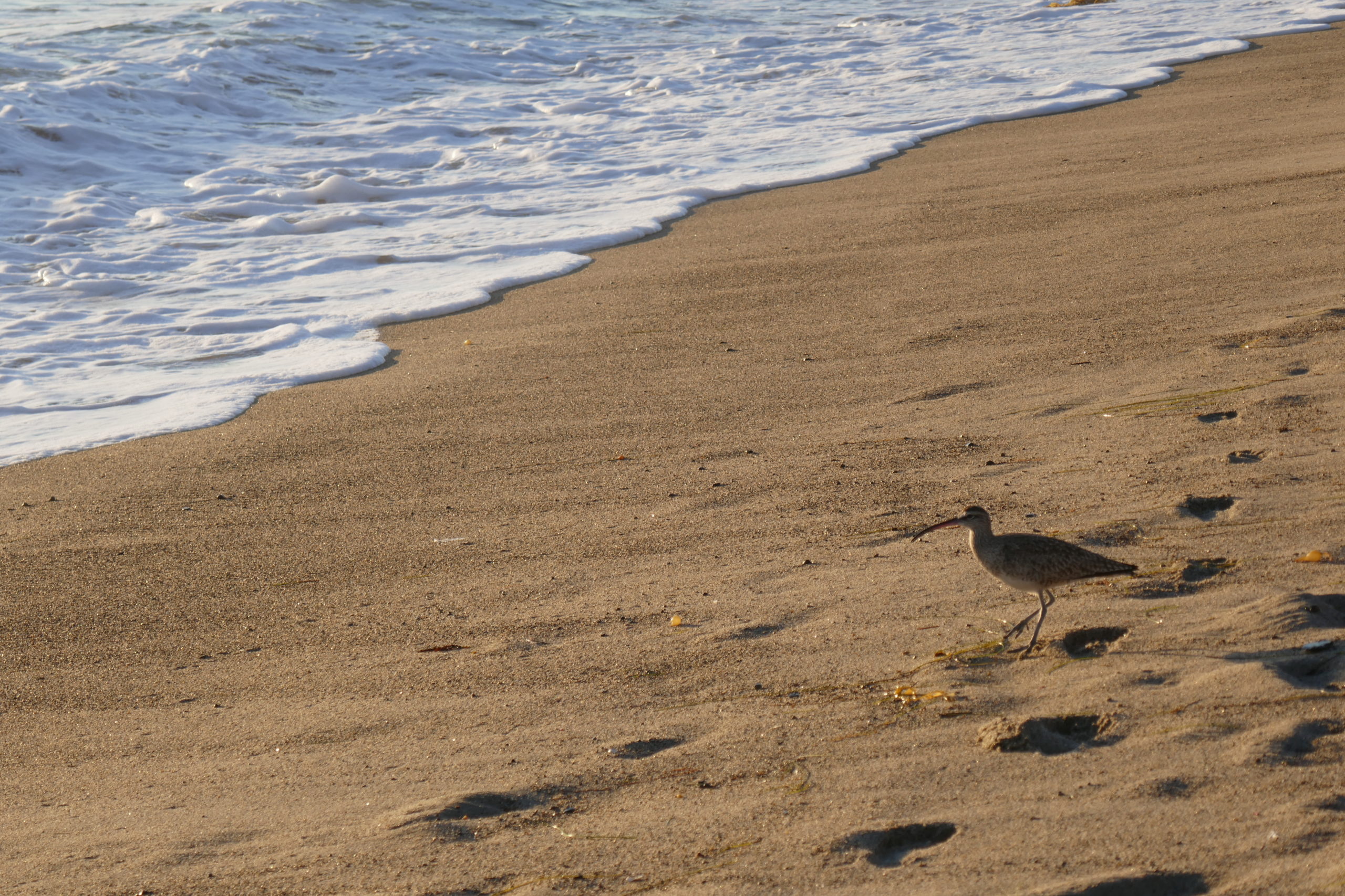 sandpiper